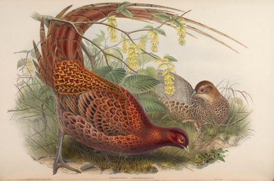 Phasianus soemmeringii = Syrmaticus soemmerringii von John Gould